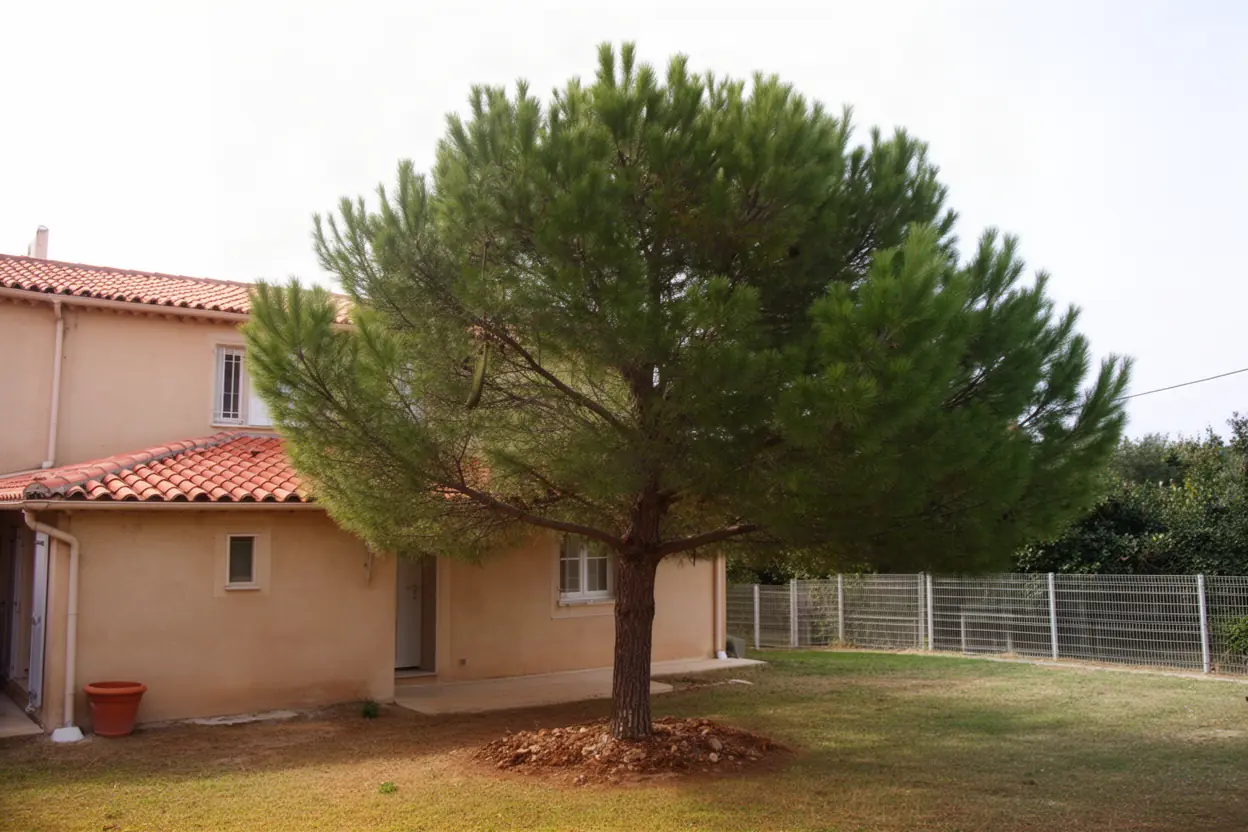 Pin dense avant élagage au-dessus d'une toiture marseillaise